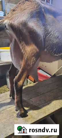 Чешско-нубийская помесная козочка Звенигород - изображение 1