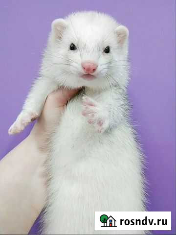 Щенки хорька Новосибирск - изображение 1