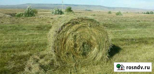 Сено суданка Эркин-Шахар - изображение 1