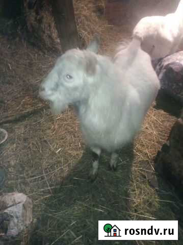 Козел Асино - изображение 1