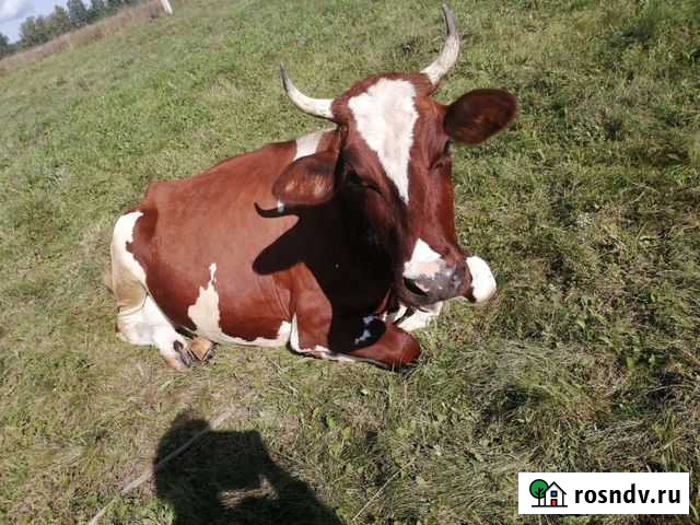 Айширская корова Вязники - изображение 1