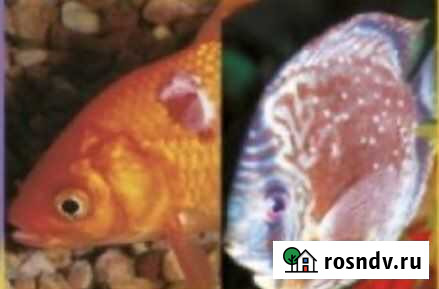 Baktopur 800 l 200 gal Ярославль - изображение 1