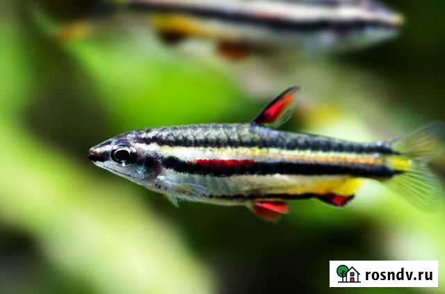 Аквариумные рыбки Екатеринбург - изображение 1