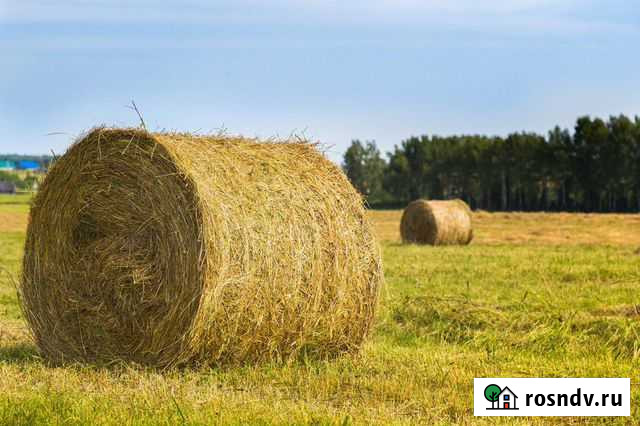 Сено Лиски - изображение 1