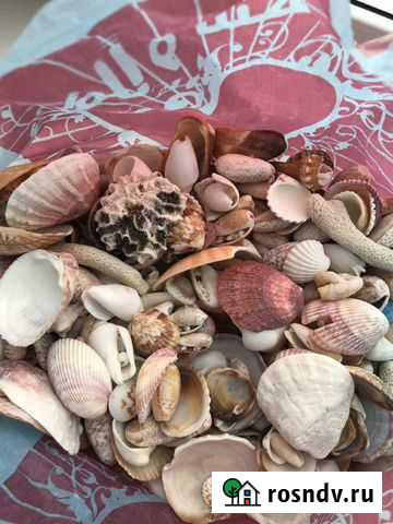 Морские ракушки 2 кг Казань - изображение 1
