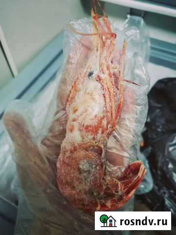 Креветка Ботан Саратов - изображение 1