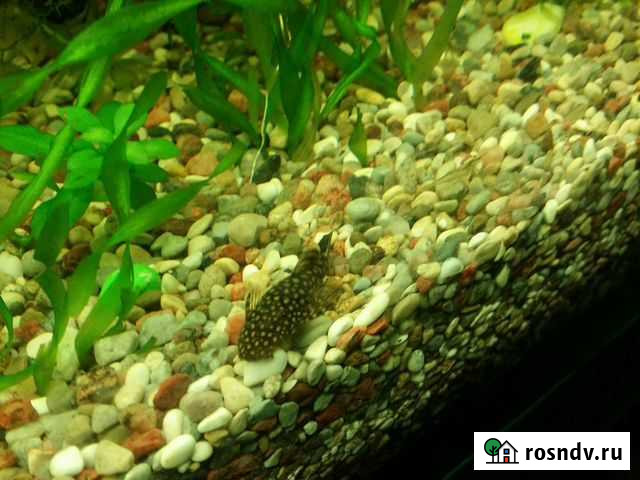 Сомики анц.меченосцы Калининград - изображение 1