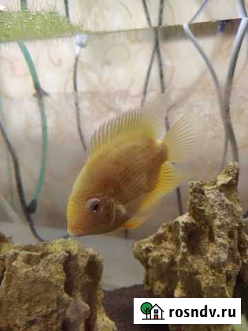 Аквариумные рыбки собственного разведения Бахчисарай - изображение 1