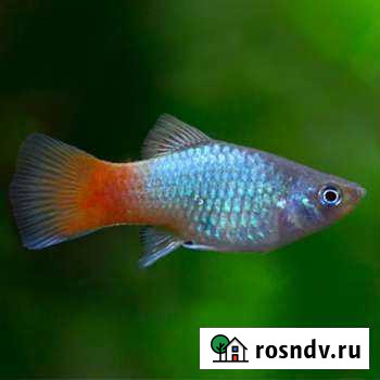 Рыба Мурманск - изображение 1