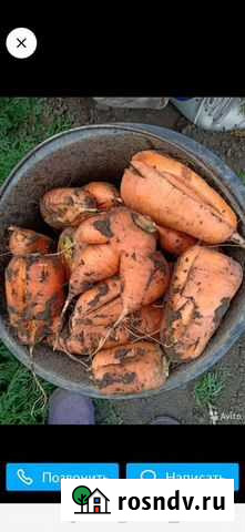 Морковь Благовещенск - изображение 1