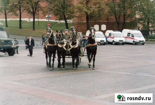 Продается жеребец - Ганноверской породы Москва - изображение 1