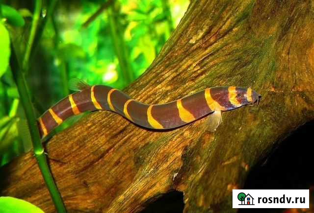 Акантофтальмус кули Омск - изображение 1