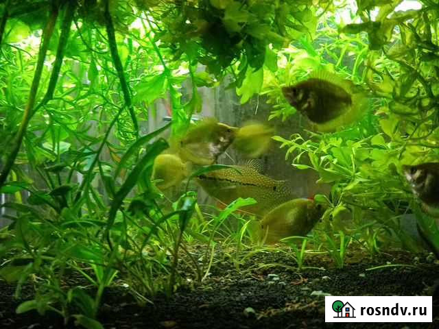 Лялиусы жемчужные Ростов-на-Дону - изображение 1