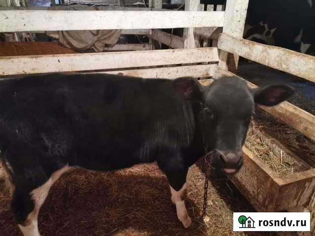 Телята телки Канашево - изображение 1