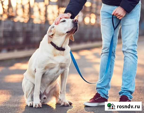 Выгул собак (возможна пробежка) м.Фрунзенская Санкт-Петербург - изображение 1