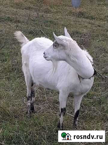 Коза беременная безрогая Троицкая - изображение 1