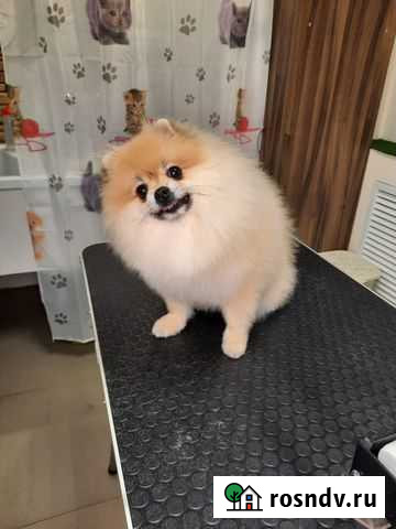 Стрижка кошек и собак Краснодар - изображение 1