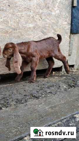 Камори козлята 75 и взрослые 50 Краснодар - изображение 1