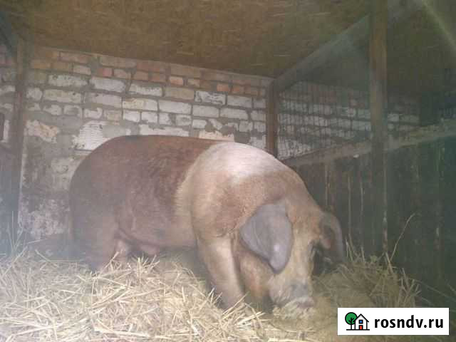 Хряк дюрок Астрахань - изображение 1