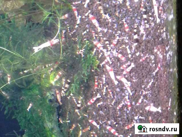 Пресноводная креветка редкристалл Red Kristal Красноярск - изображение 1