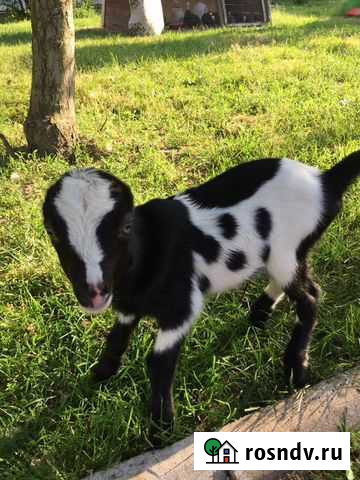 Козлик Ламанча Санкт-Петербург - изображение 1