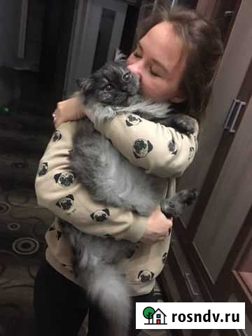 Стрижка и уход за животными (Груминг) Москва - изображение 1