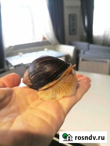 Улитка ахатина Москва - изображение 1