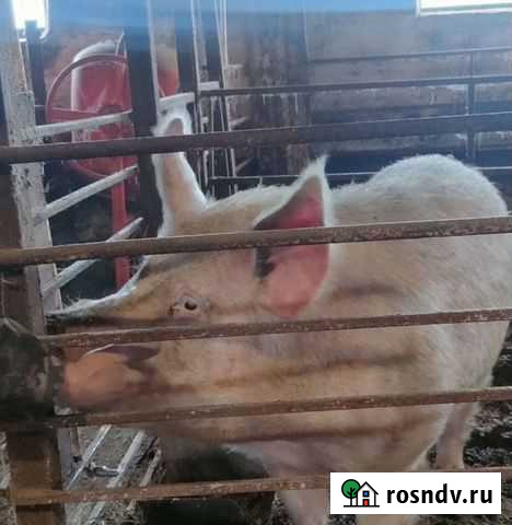 Хряк Славгород - изображение 1