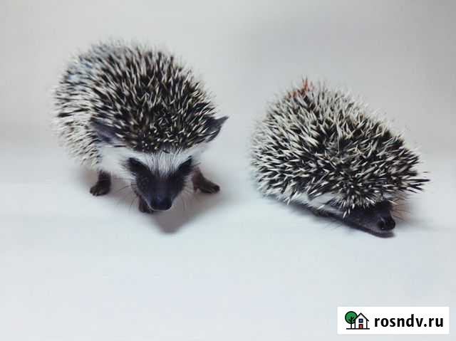 Ежи карликовые африканские Благовещенск - изображение 1