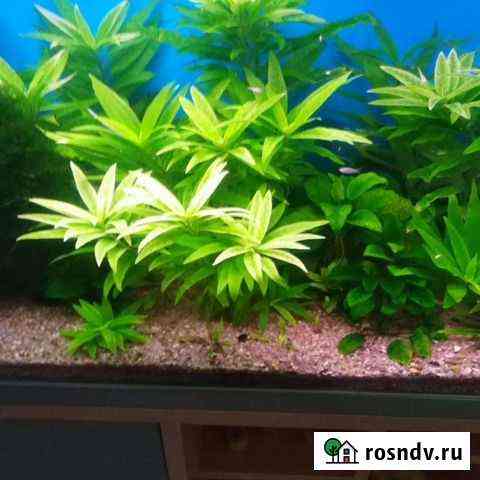 Ремонт аквариумов Москва