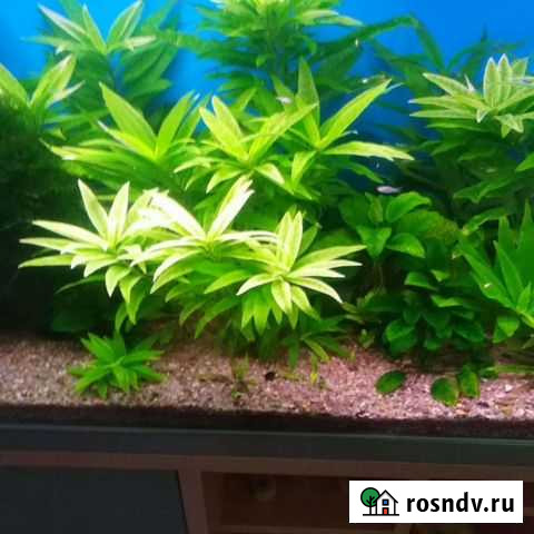 Ремонт аквариумов Москва - изображение 1