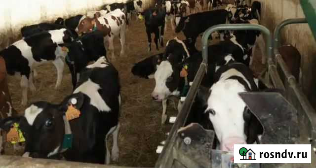 Телята бычки Тбилисская - изображение 1