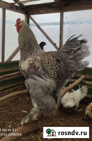 Молодой петух Брама Павловский Посад - изображение 1