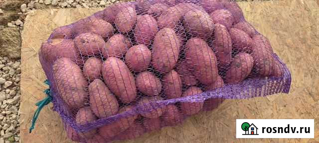 Картофель Ред Леди Феодосия - изображение 1