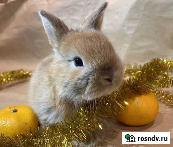 Кролик карликовый цветной торчеухий Пушкино - изображение 1