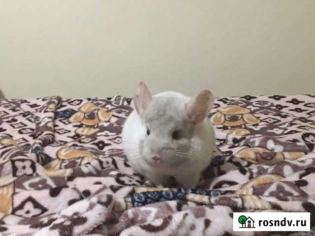 Шиншилла Краснодар - изображение 1