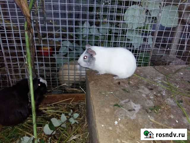 Продам морских свинок деток Красноярск - изображение 1