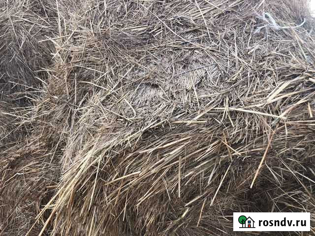 Сено в рулонах Яшкуль - изображение 1