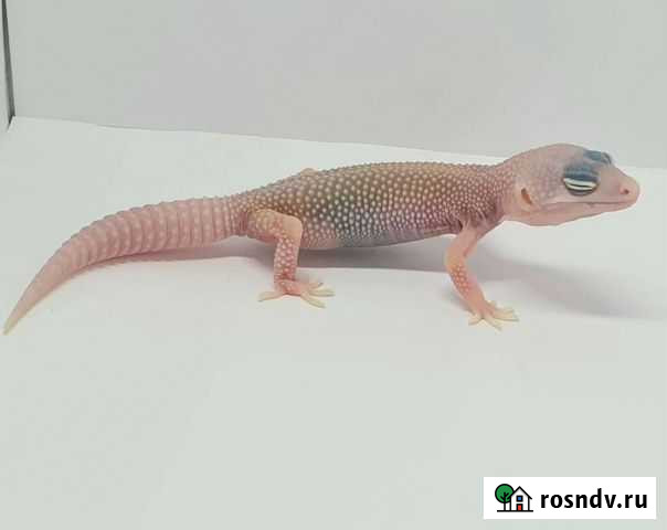 Эублефары Электросталь - изображение 1