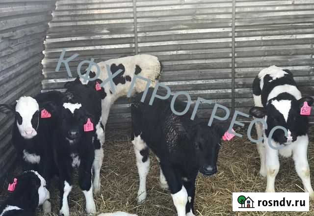 Телочки телята Гулькевичи - изображение 1