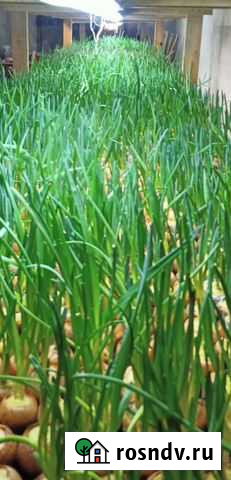 Лук перо, Лук зелёный Рязань - изображение 1