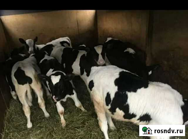 Свежий завоз.Бычки и телочки Сандата - изображение 1