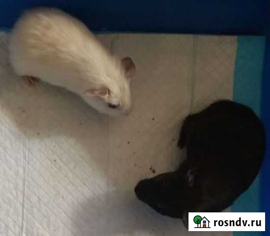 Малыши свинята на подарки 2 мальчика Хабаровск - изображение 1