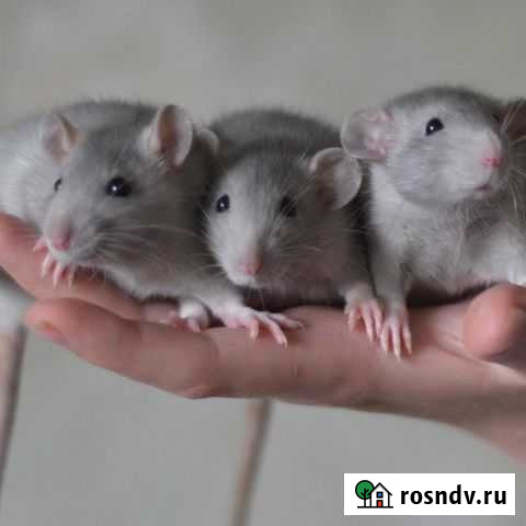 Крысята-детки породы дамбо Красноярск - изображение 1