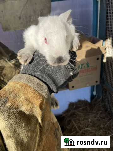 Кролики породы калифорниец. (2 месяца) Благовещенск - изображение 1