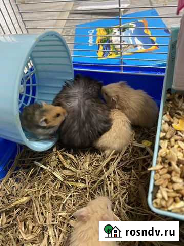 Сирийский хомяк Новосибирск - изображение 1