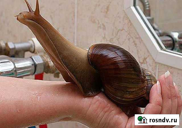 Улитки Комсомольск-на-Амуре - изображение 1