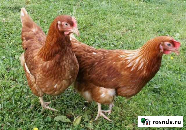 Просрочка для курей Королев - изображение 1