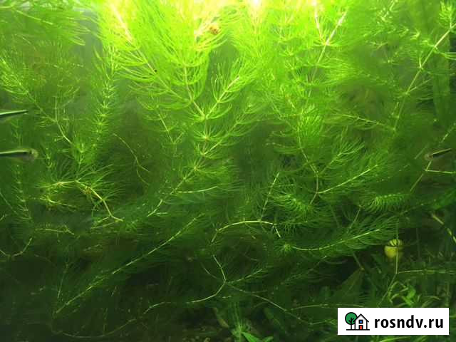 Роголистник Пермь - изображение 1