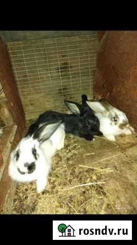 Кролик Емельяново - изображение 1